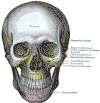 normafrontalis_skull.gif (70980 bytes)